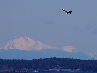 Bald Eagle passing the Cascades; photo by Alex Shapiro.